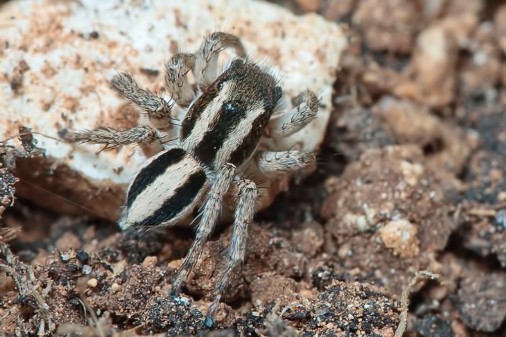 Aelurillus sp. - Malta